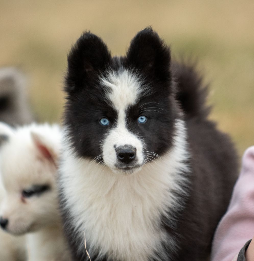 Free Spirits Of Sakha - Chiots disponibles - Laika de iakoutie
